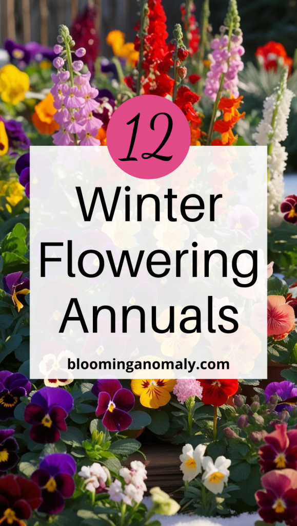 12 Winter Flowering Annuals to Brighten Your Garden  