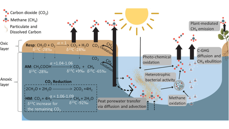 Peatland Plantations in Southeast Asia are Carbon Hotspots