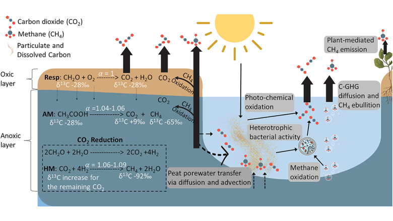 Peatland Plantations in Southeast Asia are Carbon Hotspots
