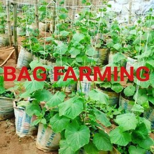 Sack Farming in Nigeria: A Guide for Beginners