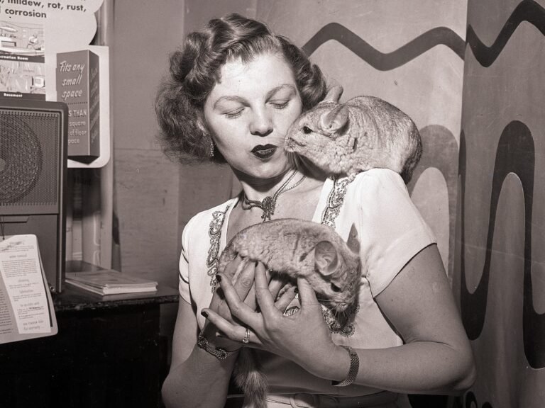 AI's $3 trillion question: Will the Chinchilla live or die?