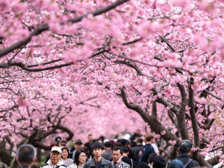 Gorgeous photos show cherry blossoms in full bloom around the world
