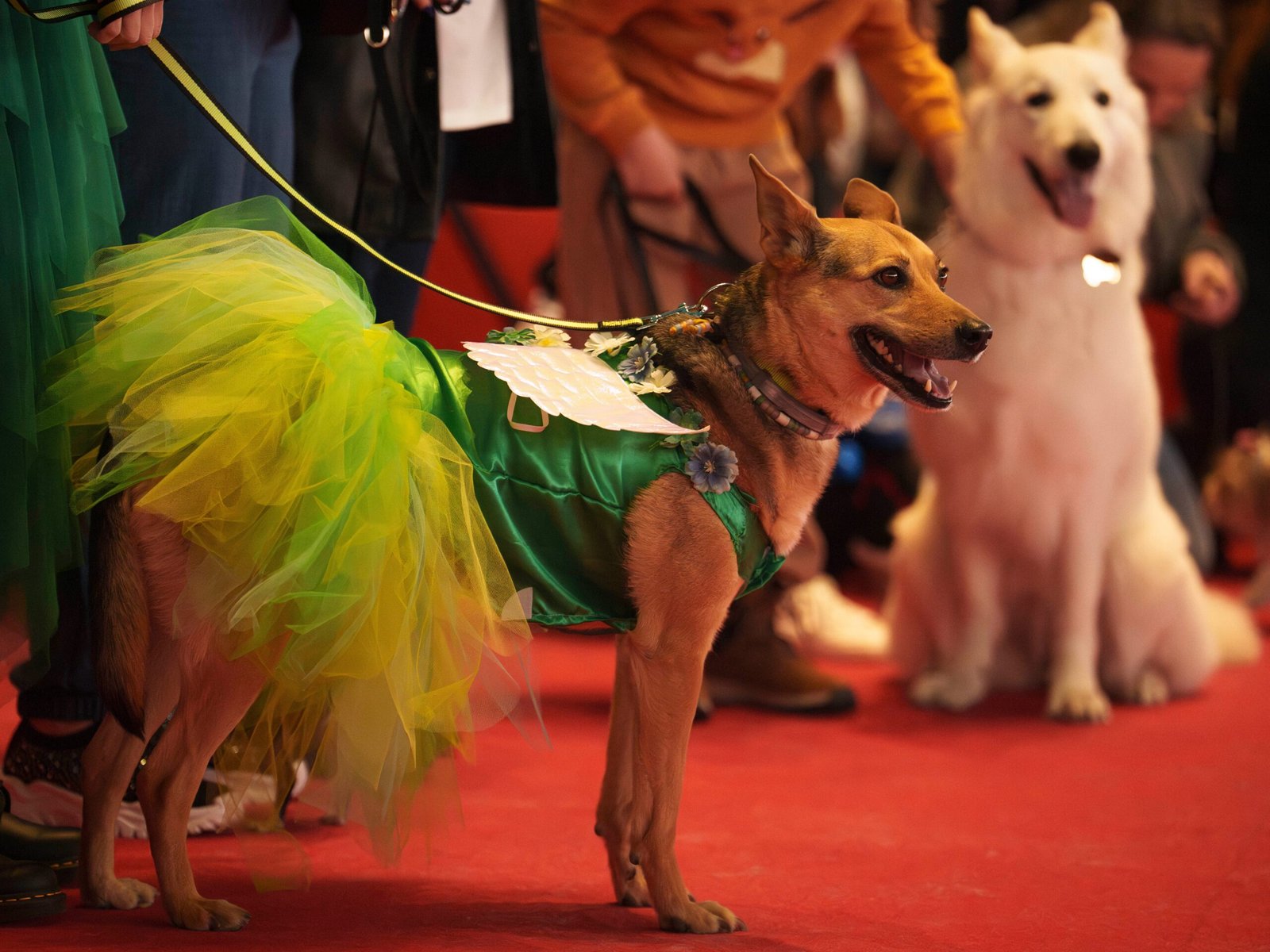 Looking for an internship? This company says it'll pay $25 an hour to a 'dog breath sniffer'