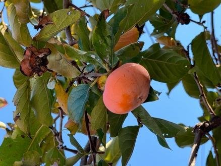 “Pucker Up” and Enjoy Persimmon Season