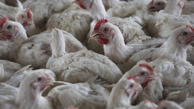 Most Republicans do not believe CDC when it comes to bird flu