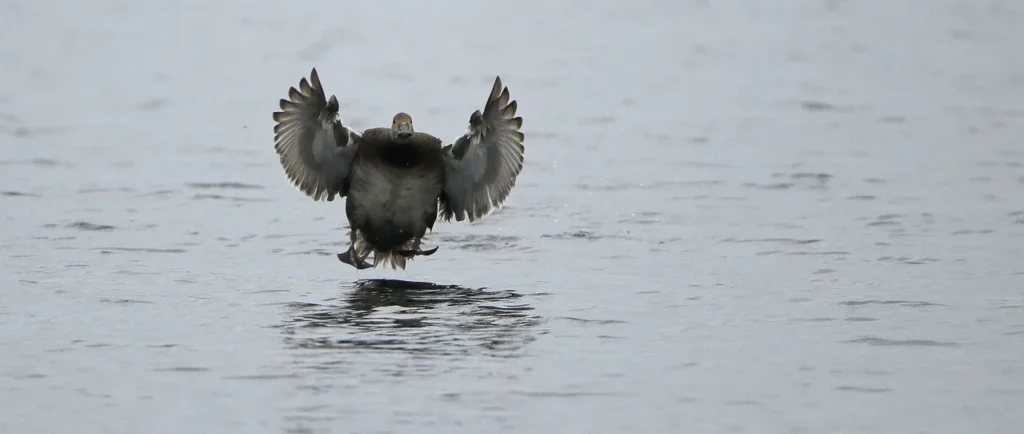 Ducks are now declining in the U.S. like other birds