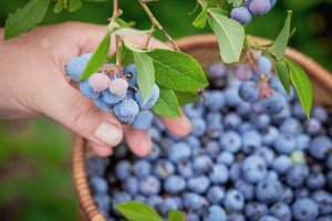 The Ultimate Guide to Growing Blueberries