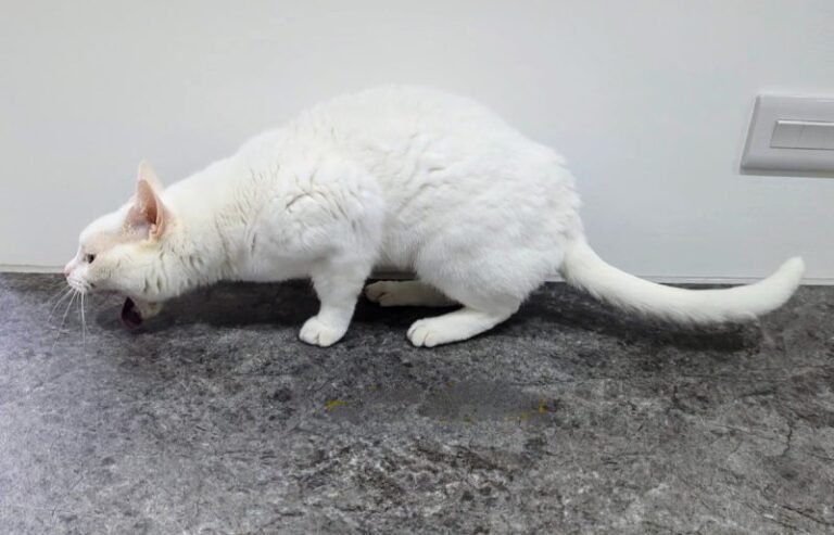 Solving the Mystery of the Messy Bowl: Cats on Camera