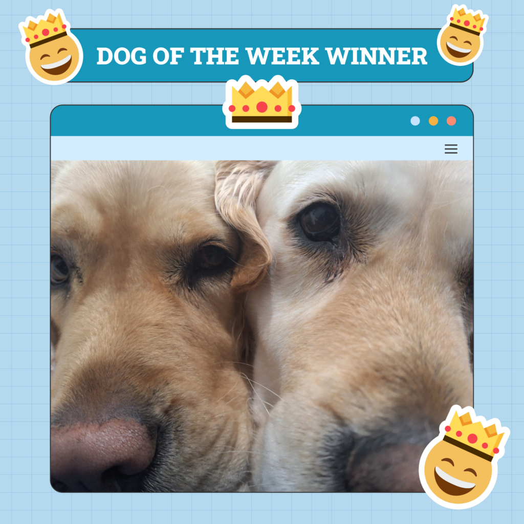 Dogster Photo Contest: Dogs of the Week Winners (Mar 6, 2025)