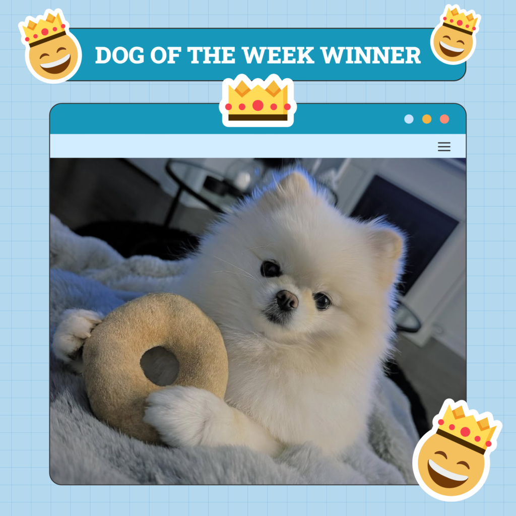 Dogster Photo Contest: Dogs of the Week Winners (Feb 20, 2025)