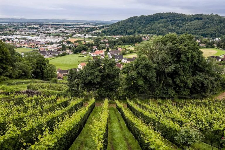 Graz City Wine Renaissance – Reviving Urban Viniculture in Styria