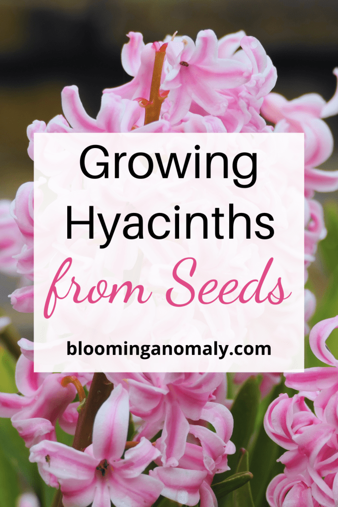 A Beginner’s Guide to Growing Hyacinths from Seeds 