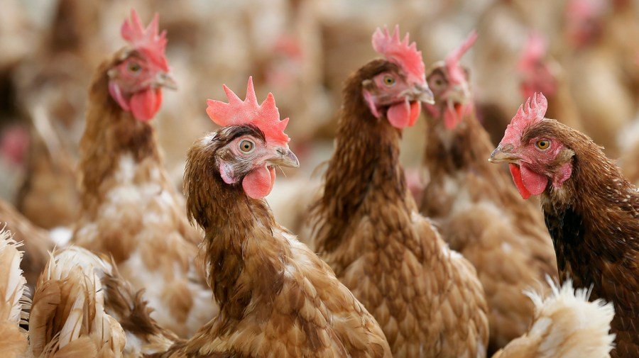 Trump's response to bird flu could be the defining test of his second termĀ