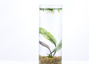 How to Create an Indoor Water Garden