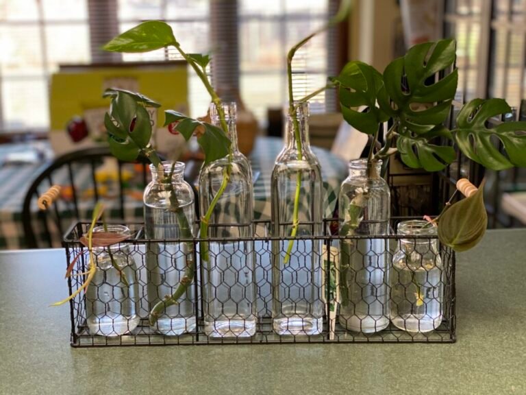 A Bea Jones Bottle Garden