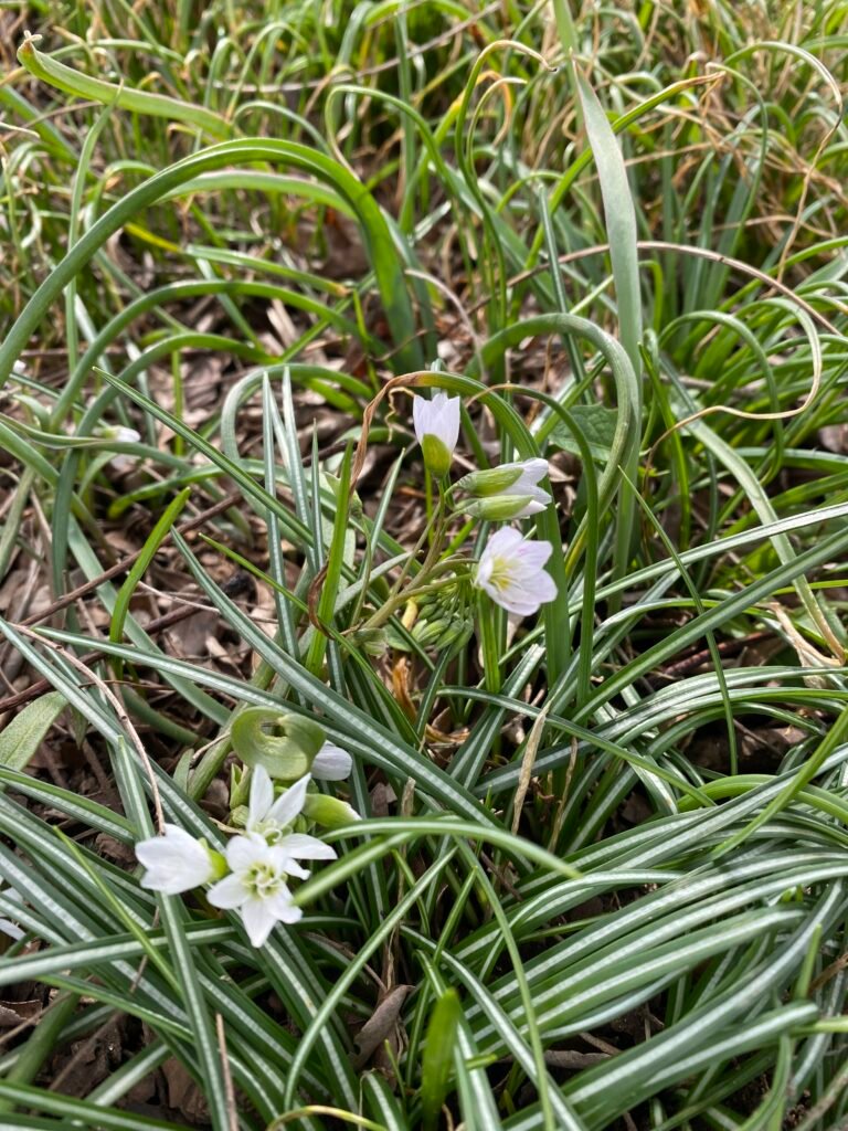 Spring Beauties and More!