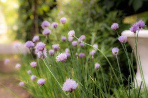 A Tour Through The May Garden