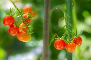 A Tour Through The July Garden