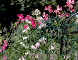 Getting Ready for a New Gardening Season