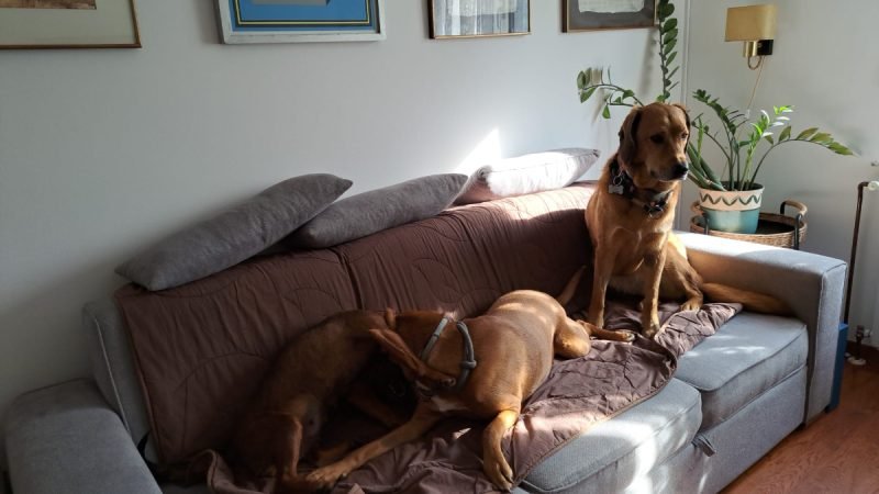 Doggy Couch Wars: The Battle for Comfort