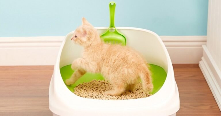 Tidy Cats Breeze Litter Box Starter System Just $16 Shipped on Amazon (Regularly $43)