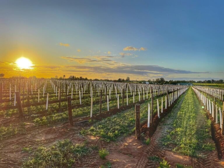 Ricca Terra Wines: Crafting Bold, Premium Wines from South Australia’s Riverland