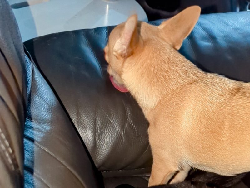 Strange Dog Hobbies: Why Is Fred Always Licking the Bed?