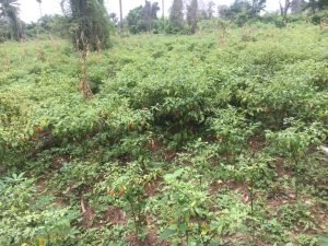 Vegetable Production in Nigeria: A Comprehensive Guide for Farmers