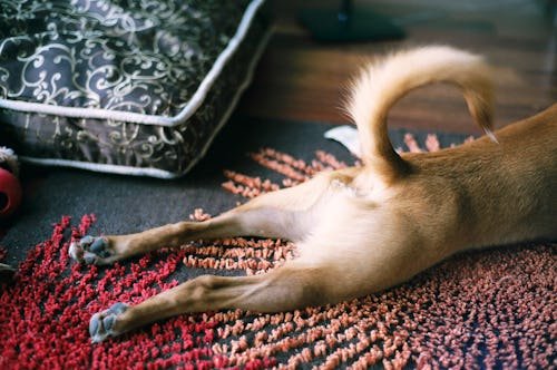 Why Do Dogs Scoot Their Butts On Carpet? A Vet Explains