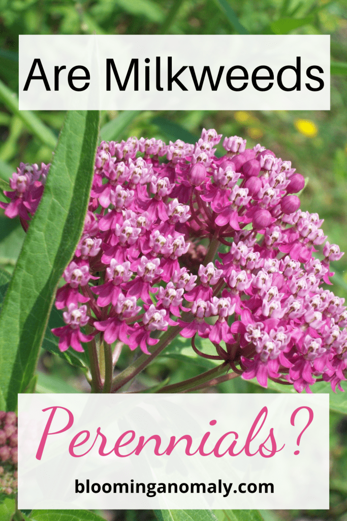 Are Milkweeds Perennials or Annuals?