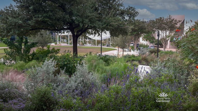 Parking Lot to Wildlife Habitat Park: St. John Encampment Commons