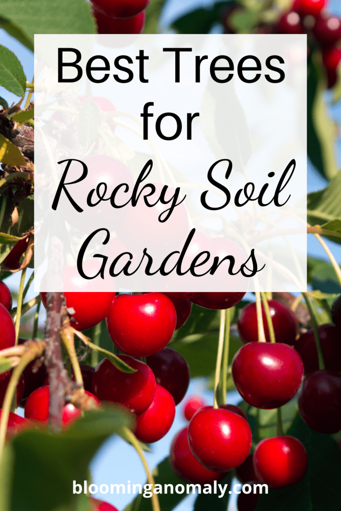 14 of the Best Trees for Rocky Soil Gardens