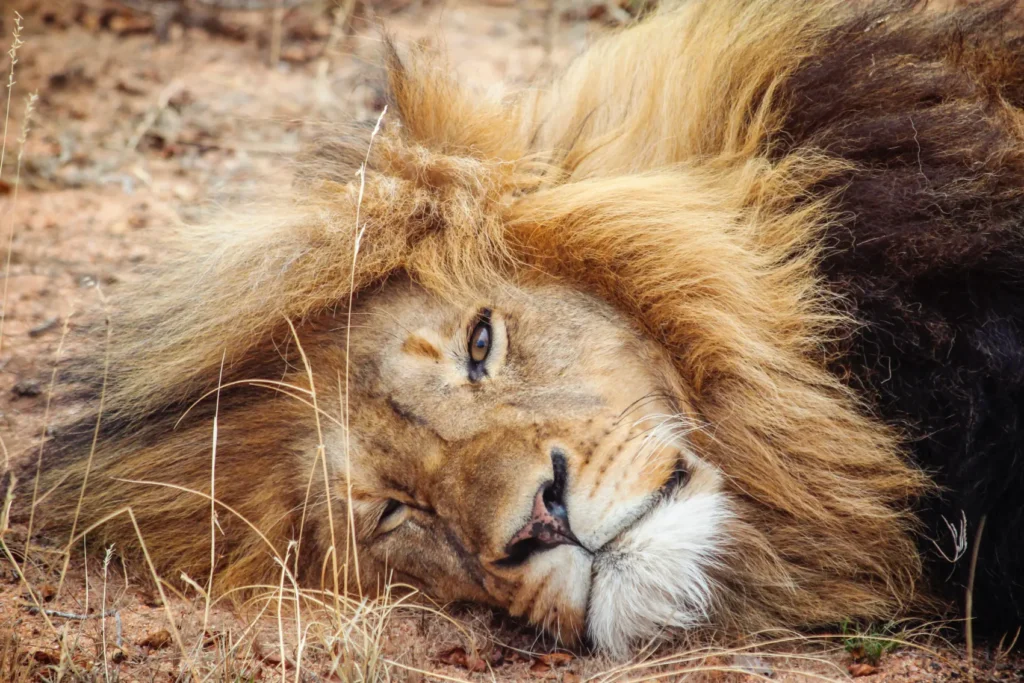 Cheet-ah codes to spot South African wildlife