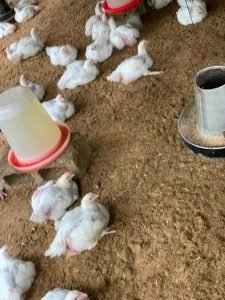 Boosting broiler production in Nigeria: Top strategies.