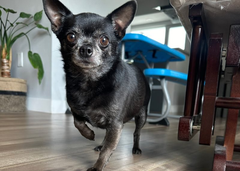 The Art of Nicknaming Your Dog: Tales from the Wednesday Dogs of Dogster (with Video)