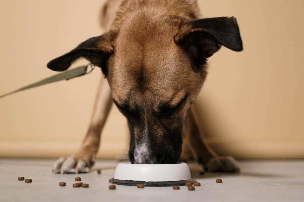 10 Best Dog Foods on Chewy in 2025 – Reviews & Top Picks