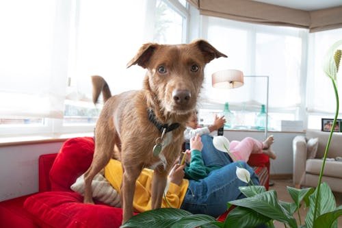 How To Keep Your Dog Off The Furniture Once & For All, Damn It