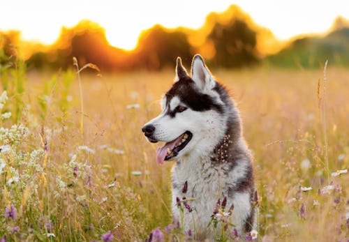 500+ Unique Dog Names That Are So Much Cuter Than Spot Or Fido