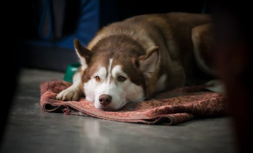 Do Dogs Grieve Other Dogs? What Animal Experts Say