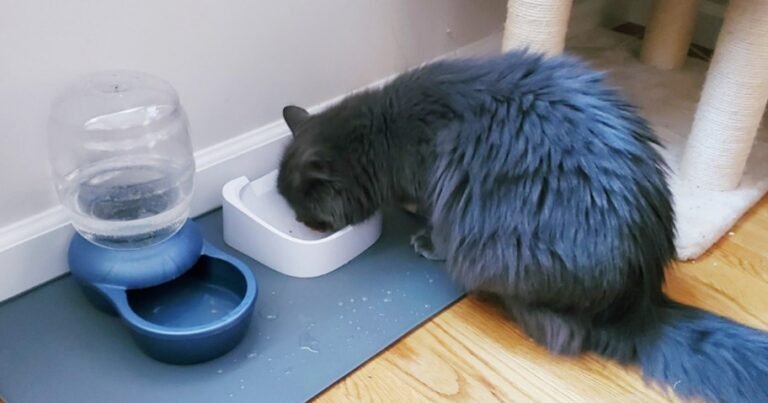 Gorilla Grip Silicone Pet Feeding Mat Just $7.98 on Amazon | Durable & Dishwasher-Safe