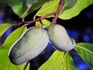 The Paw Paw Tree