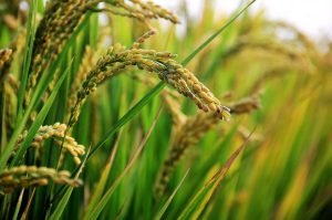 Rice Farming in Nigeria: A Comprehensive Guide for Beginners