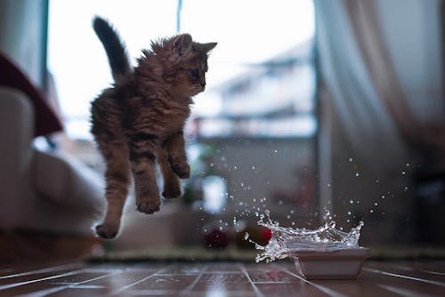 Why Do Cats Splash Their Water Before Drinking? A Vet Explains