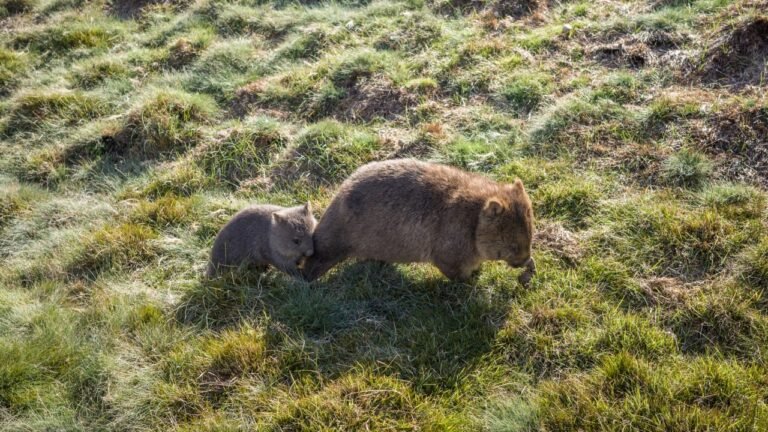 ‘I caught a baby wombat’: U.S. influencer Sam Jones was roundly condemned for her wildlife stunt in Australia