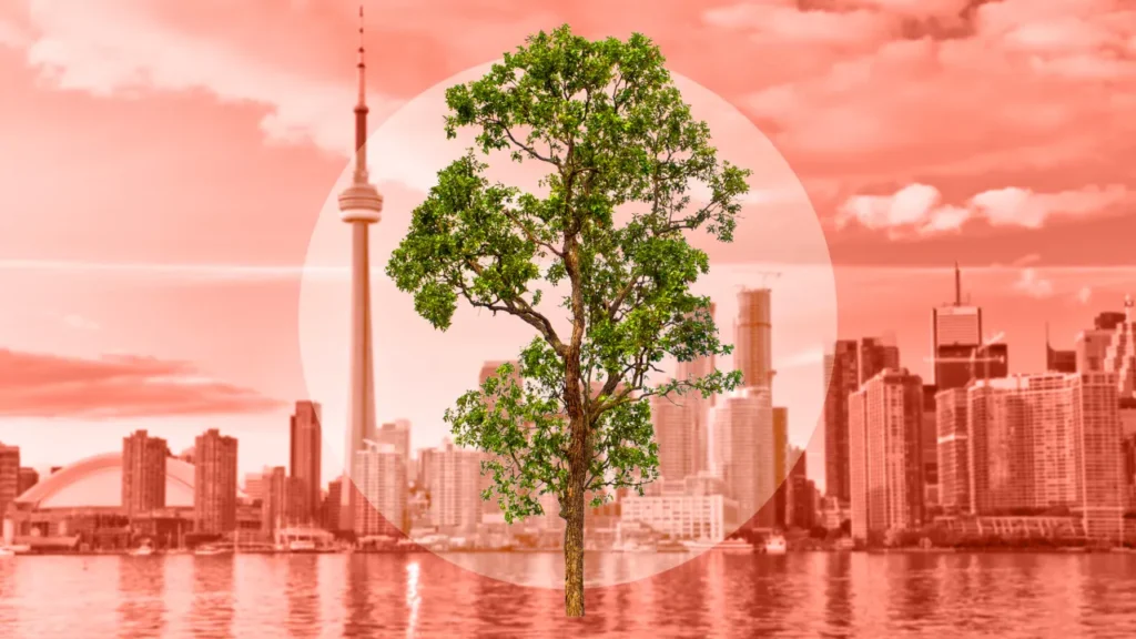 Toronto’s hottest tourist attraction is . . . a tree named Rodney