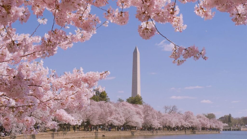 Washington, D.C., cherry blossoms map 2025: When and where to see peak bloom in the nation’s capital