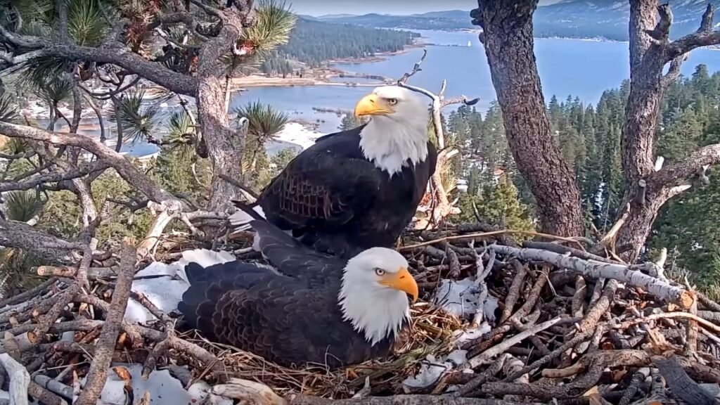 How Big Bear’s bald eagle live cam took America by storm at exactly the perfect moment