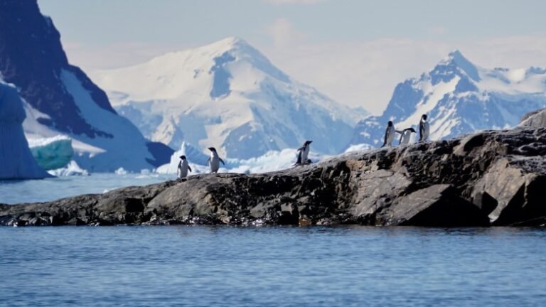 Forecasting the Future of Southern Ocean Ecosystems