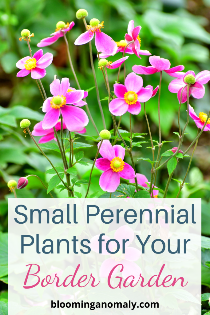 11 Small Perennial Plants for Border Gardens