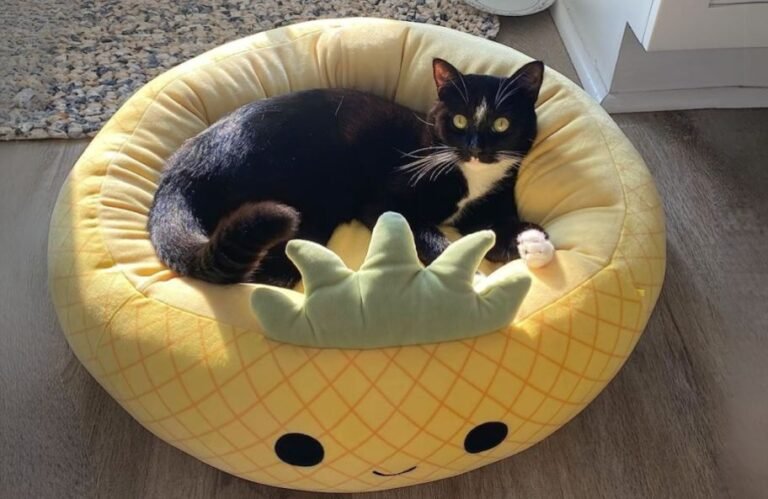 Squishmallows Pet Beds from $18 on Amazon (Reg. $45)